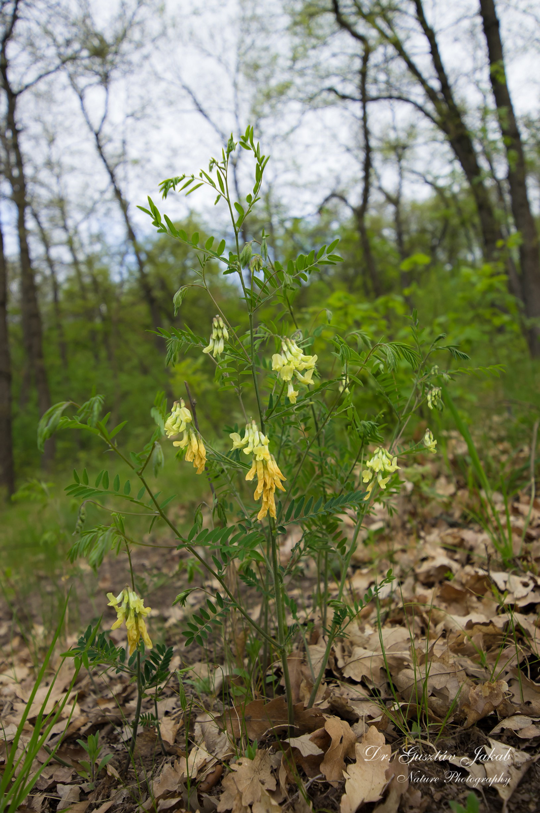 Vicia sparsiflora Ten.