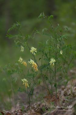 Vicia sparsiflora Ten. 2.Kép