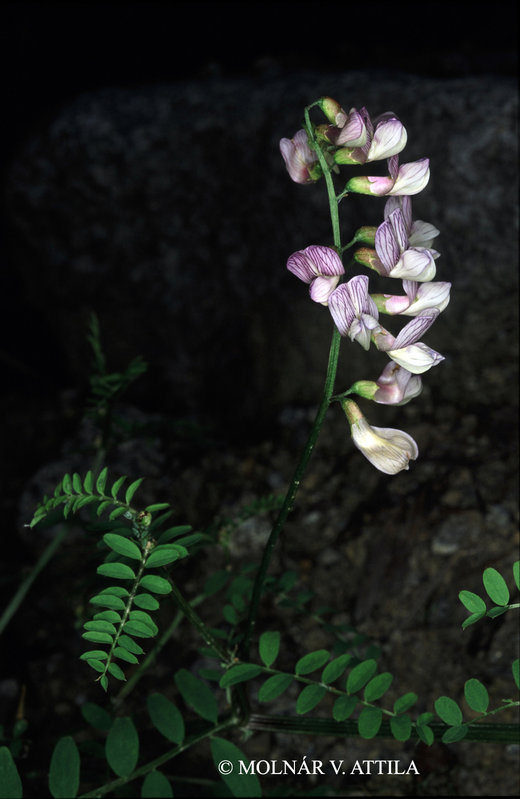 Vicia sylvatica L.