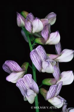 Vicia sylvatica L. 2.Kép
