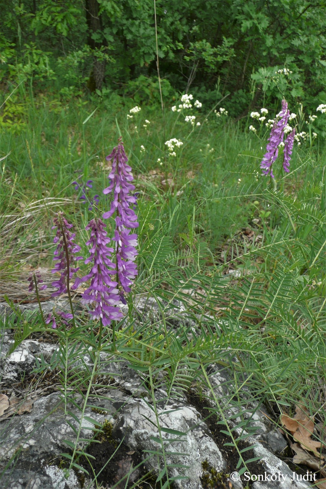 Vicia tenuifolia Roth