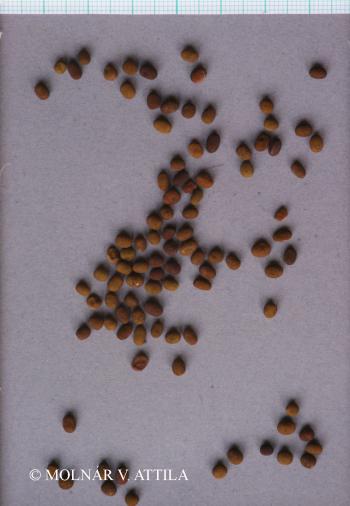 Vicia tenuifolia Roth 2.Kép