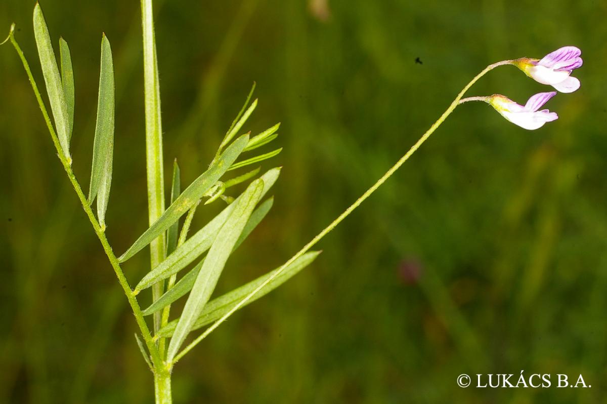 Vicia tetrasperma (L.) Schreb.