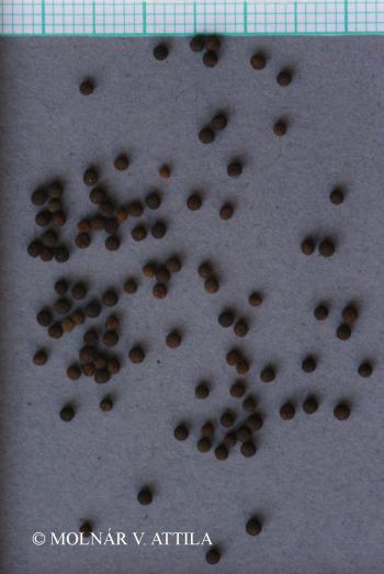 Vicia tetrasperma (L.) Schreb. 2.Kép