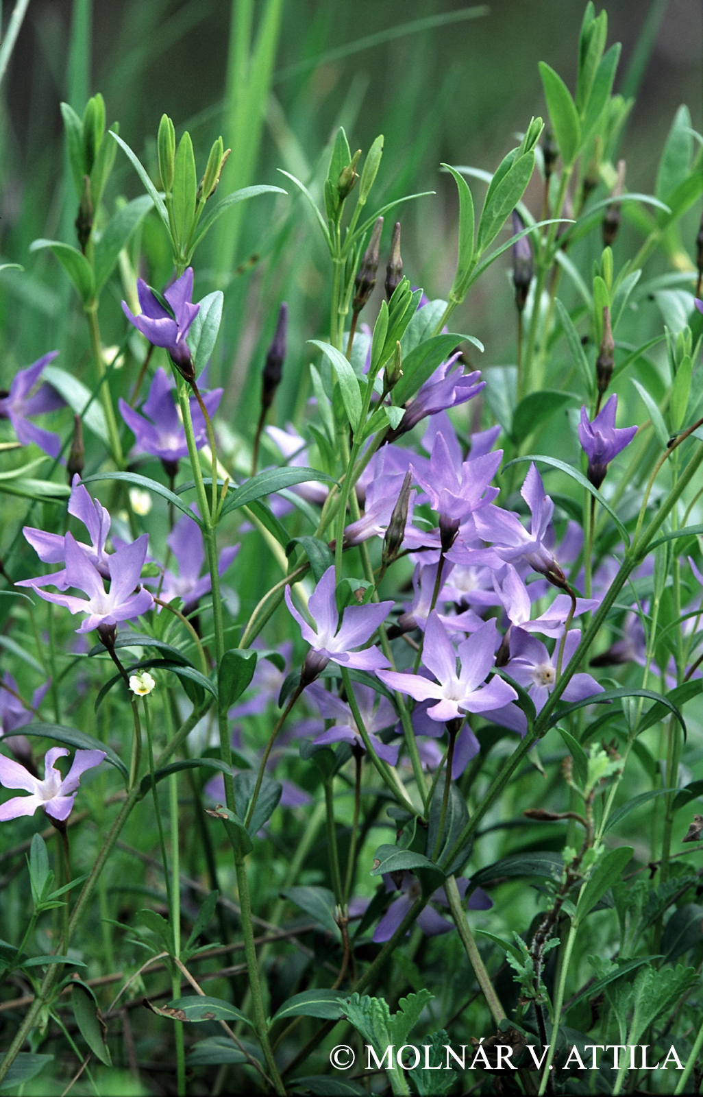 Vinca herbacea Waldst. et Kit.
