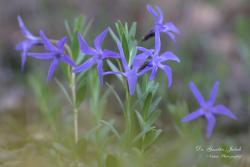 Vinca herbacea Waldst. et Kit. 2.Kép