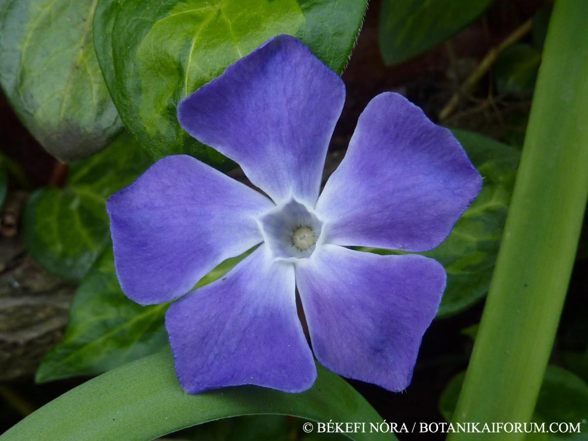 Vinca major L.