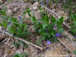 Vinca major L. 2.Kép
