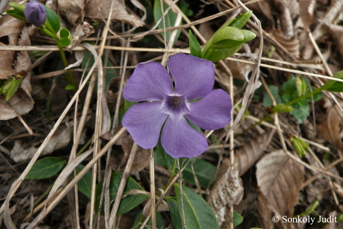 Vinca minor L.