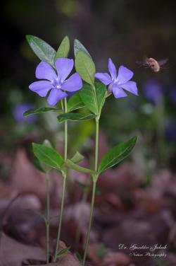Vinca minor L. 2.Kép