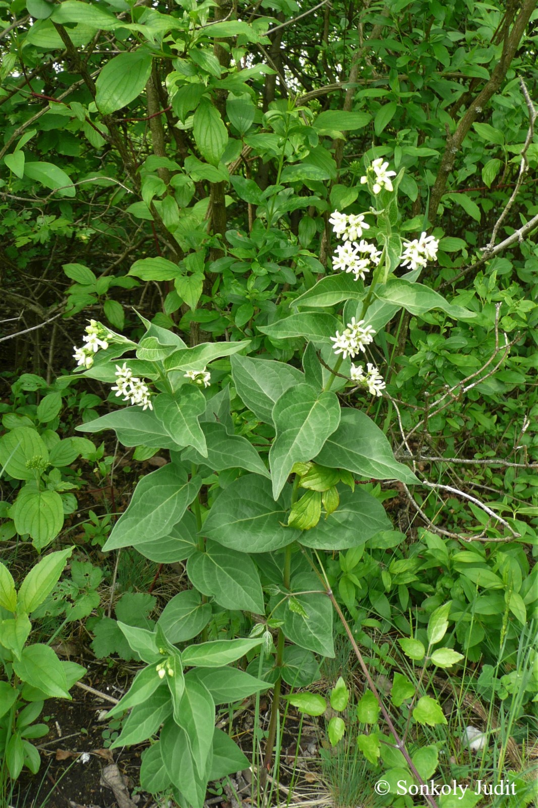Vincetoxicum hirundinaria Medik.
