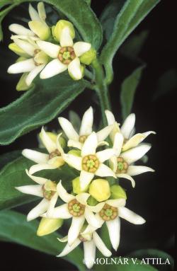 Vincetoxicum hirundinaria Medik. 2.Image