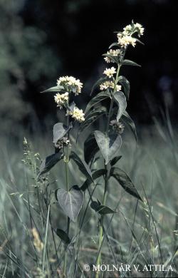 Vincetoxicum hirundinaria Medik. 3.Image