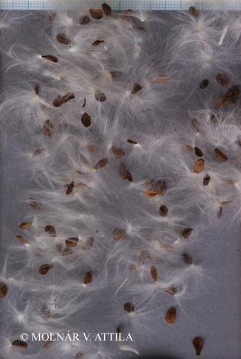 Vincetoxicum hirundinaria Medik. 5.Image