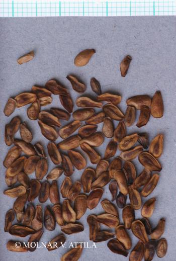 Vincetoxicum hirundinaria Medik. 4.Image