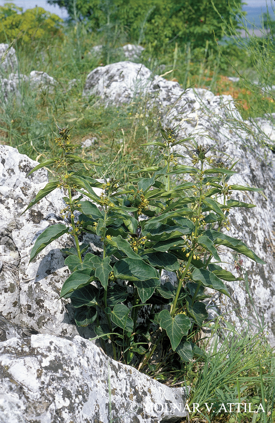 Vincetoxicum pannonicum (Borhidi) Holub