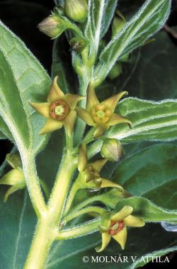 Vincetoxicum pannonicum (Borhidi) Holub 2.Image
