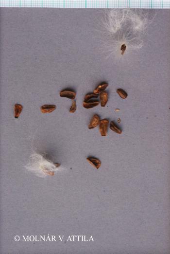 Vincetoxicum pannonicum (Borhidi) Holub 3.Image