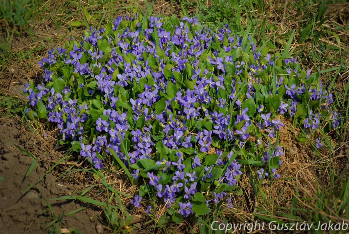 Viola ambigua Waldst. et Kit.
