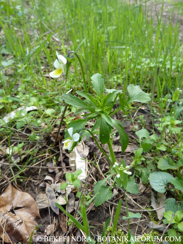 Viola arvensis agg.