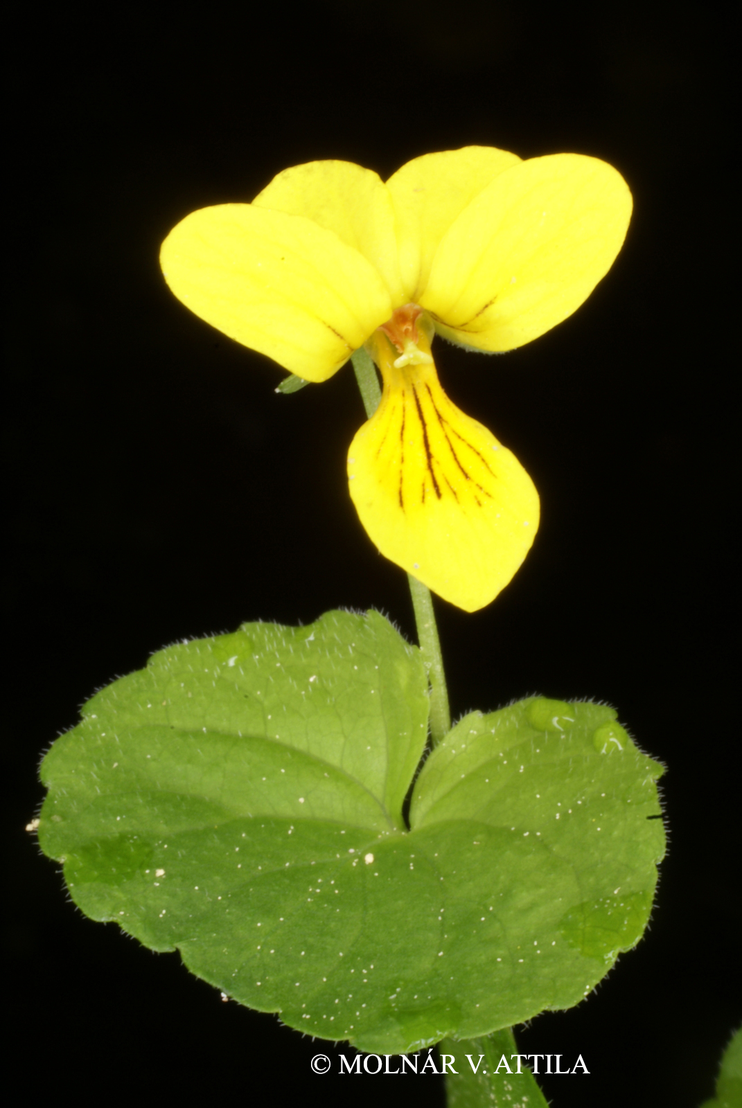 Viola biflora L.