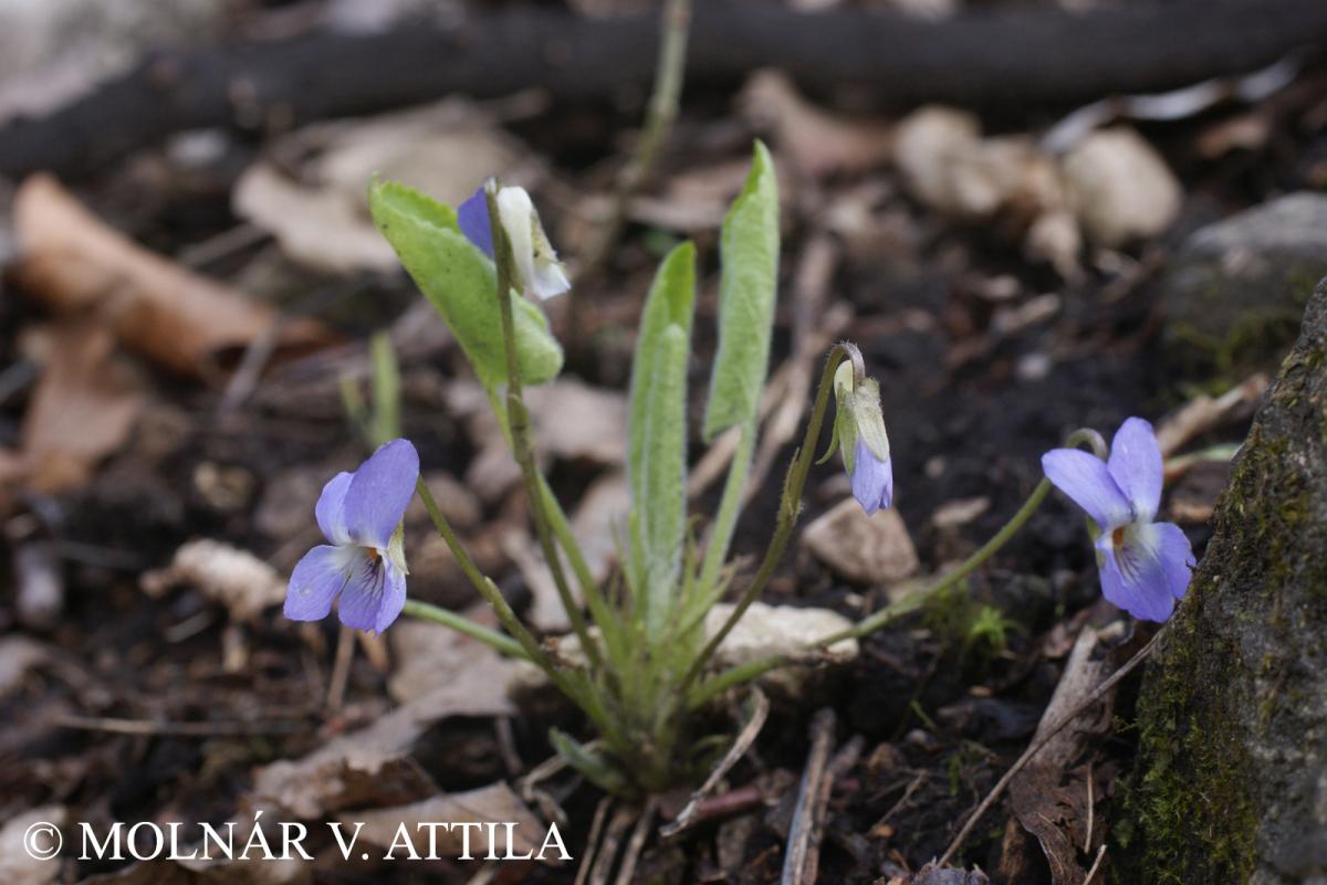 Viola collina Besser