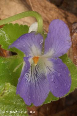 Viola collina Besser 2.Image