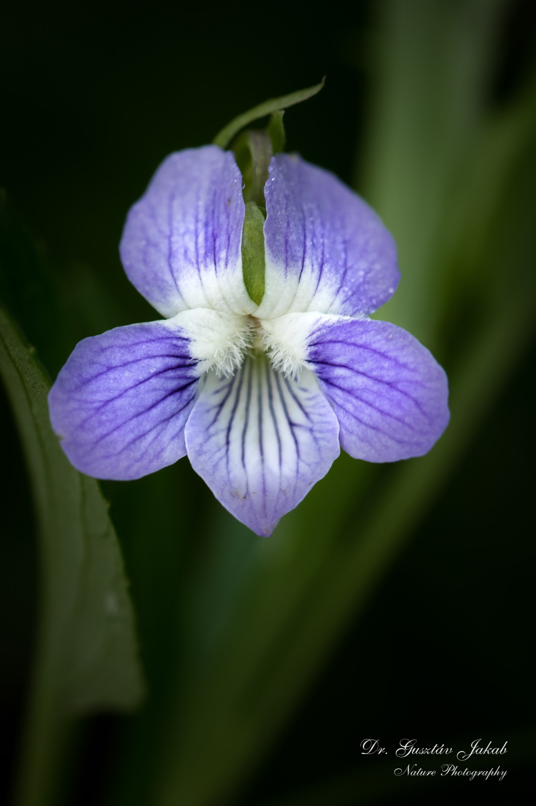 Viola elatior Fr.