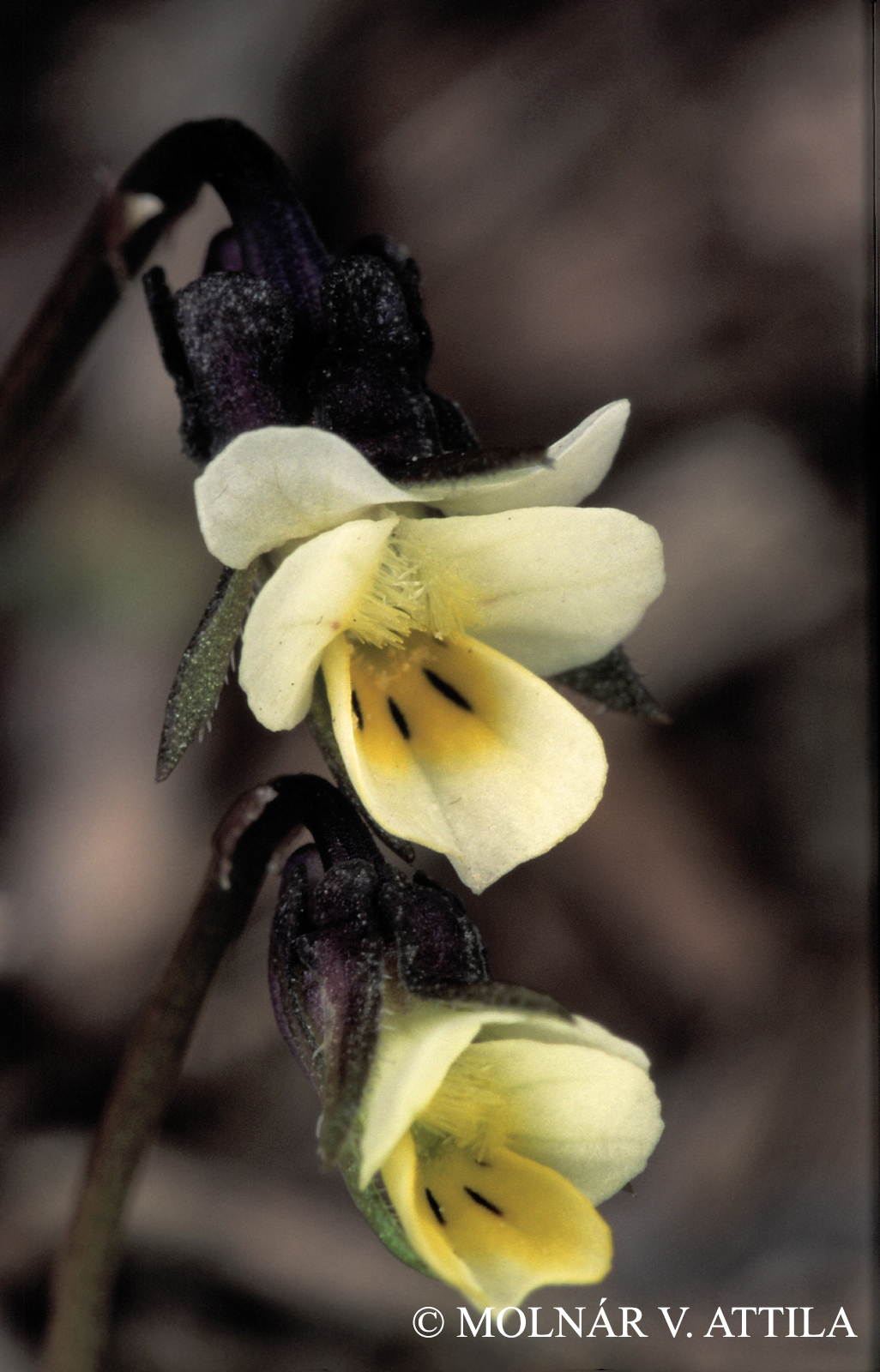 Viola kitaibeliana Roem. et Schult.