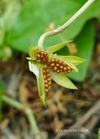 Viola kitaibeliana Roem. et Schult. 3.Kép