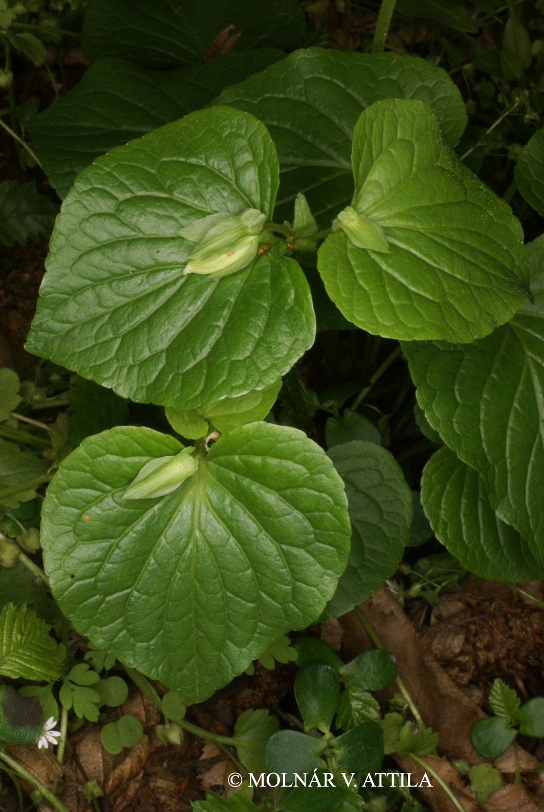 Viola mirabilis L.
