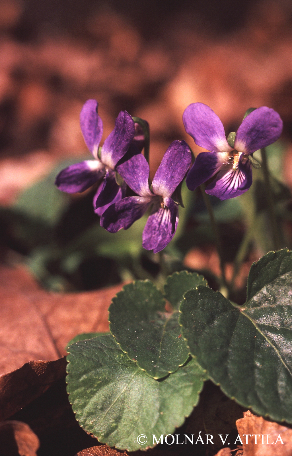 Viola odorata L.
