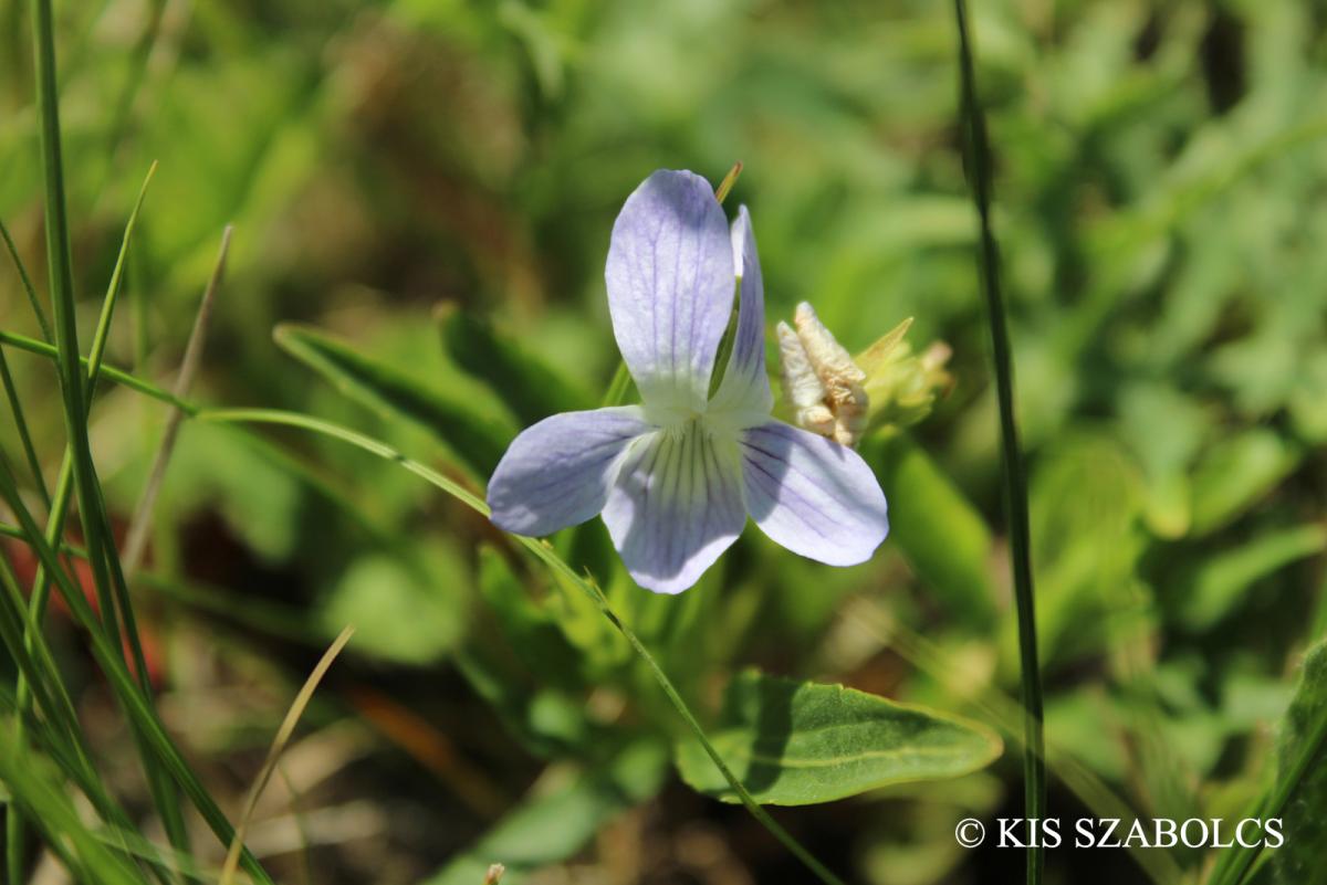 Viola pumila Chaix