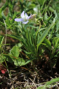 Viola pumila Chaix 2.Image