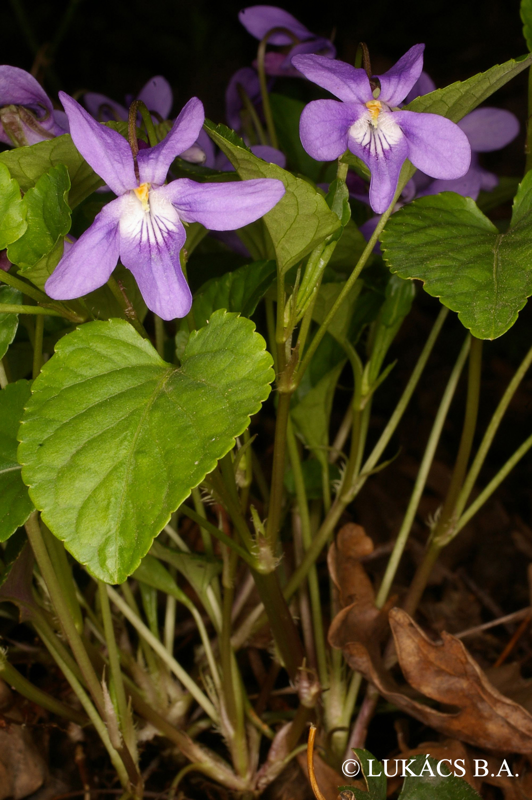 Viola reichenbachiana Jord.