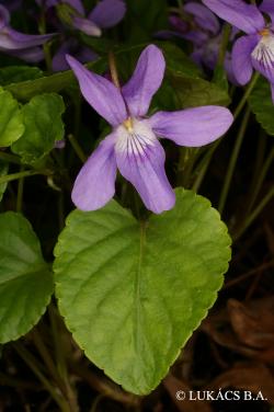 Viola reichenbachiana Jord. 2.Image