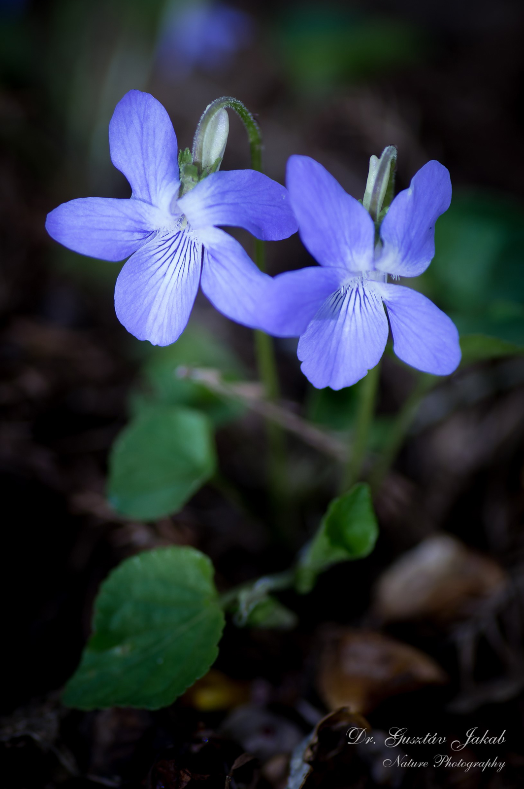 Viola riviniana Rchb.