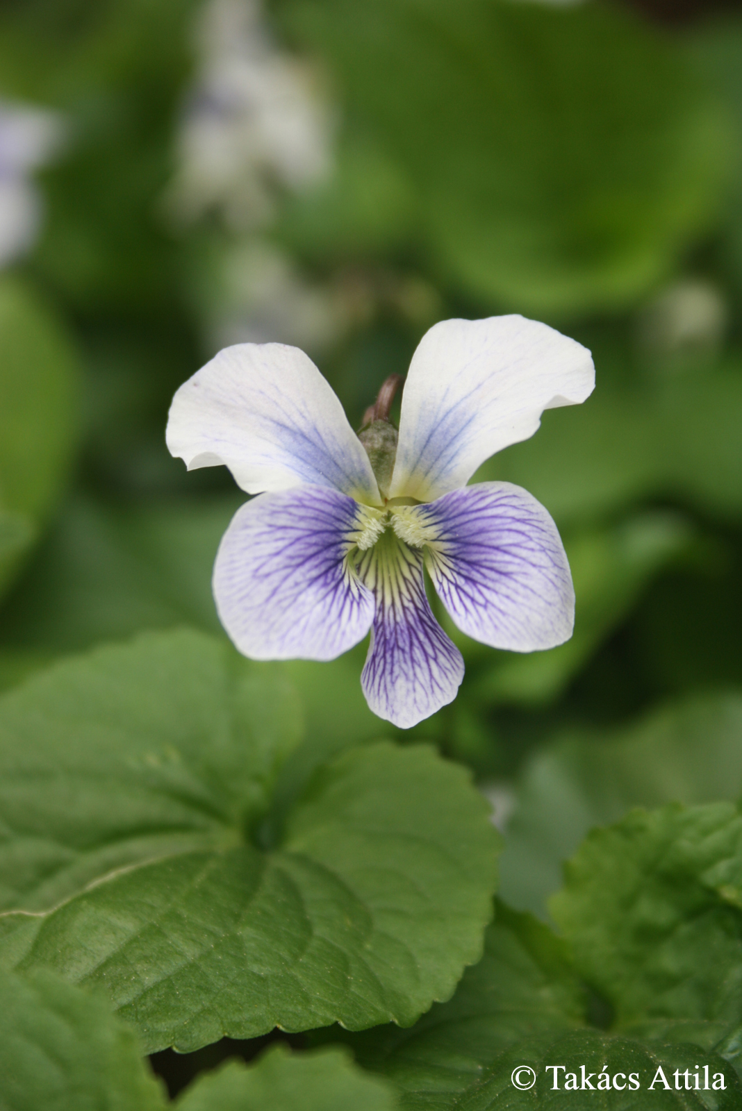 Viola sororia Willd.