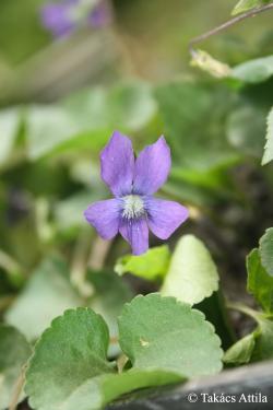 Viola sororia Willd. 2.Image