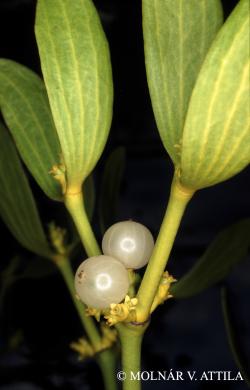 Viscum album L. 2.Image