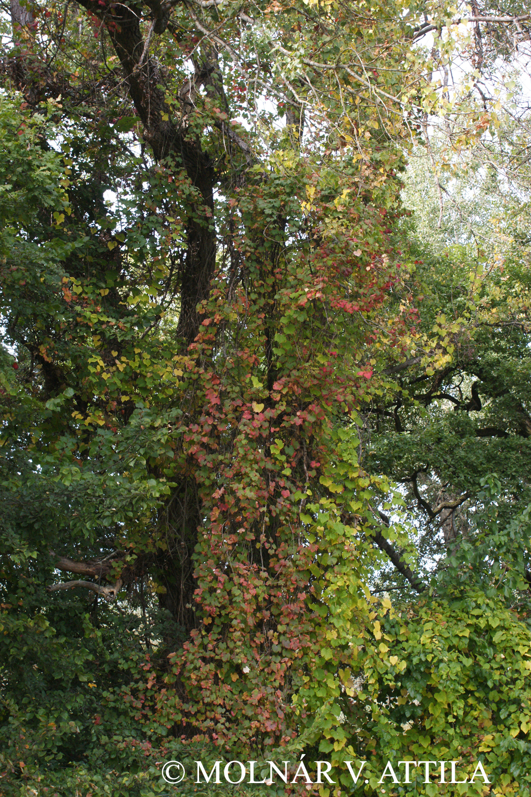 Vitis sylvestris C.C. Gmel.