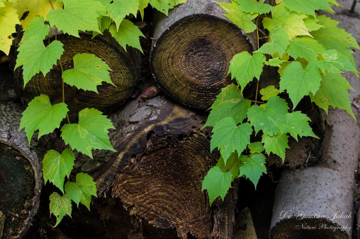 Vitis vulpina L.