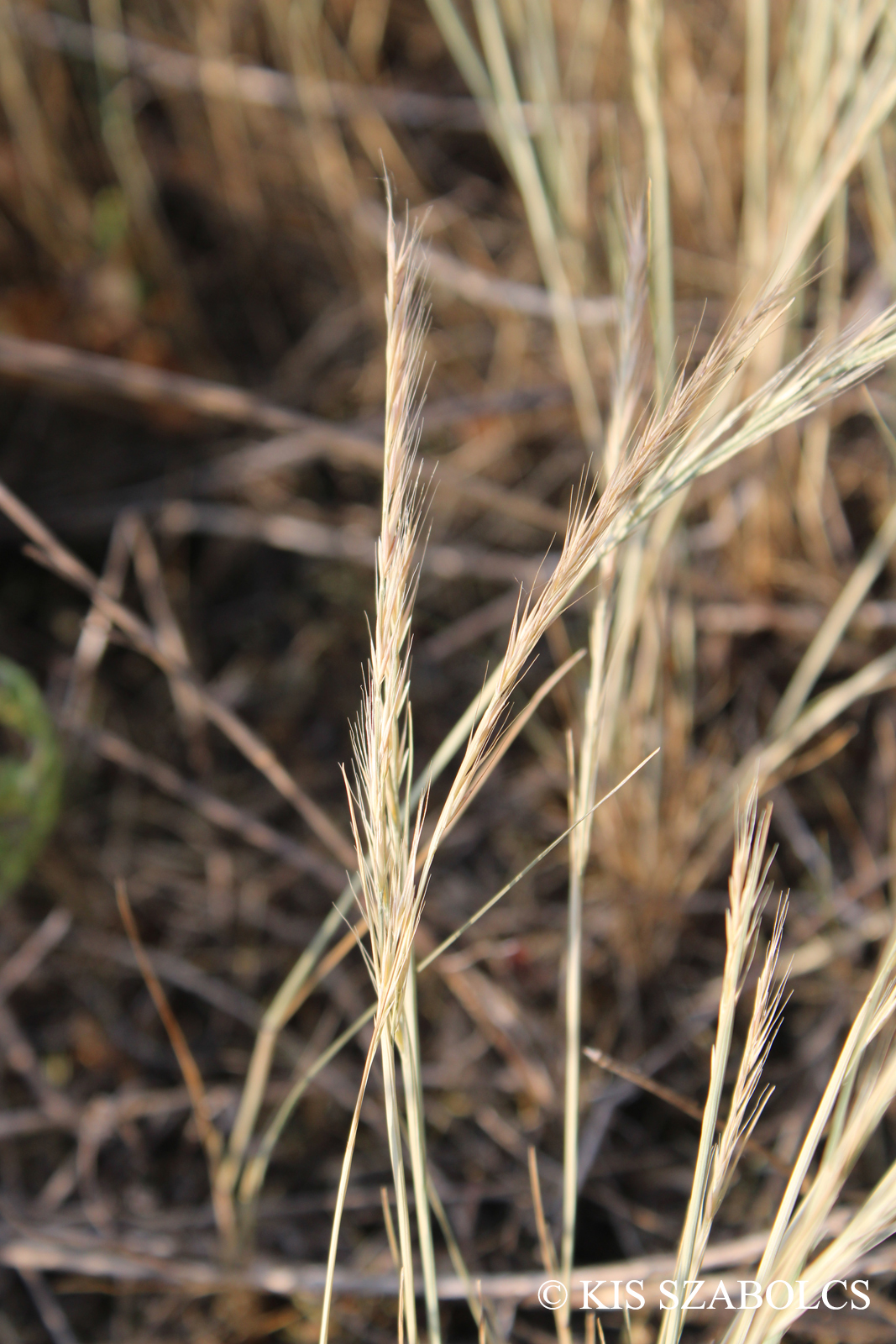Vulpia myuros (L.) C.C. Gmel.