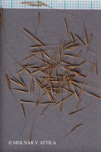 Vulpia myuros (L.) C.C. Gmel. 4.Image