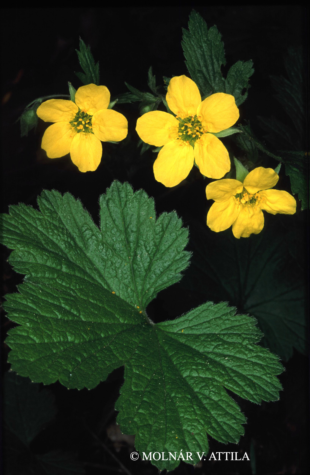 Waldsteinia geoides Willd.