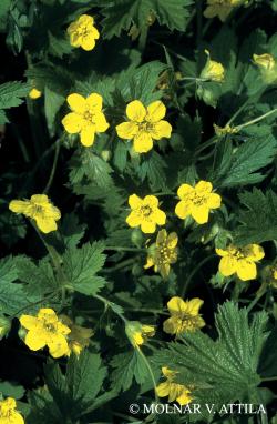 Waldsteinia geoides Willd. 2.Image