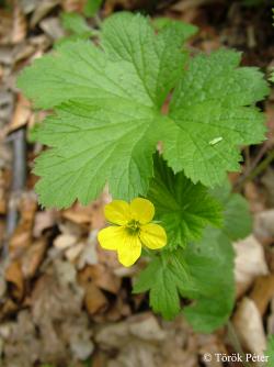 Waldsteinia geoides Willd. 3.Image