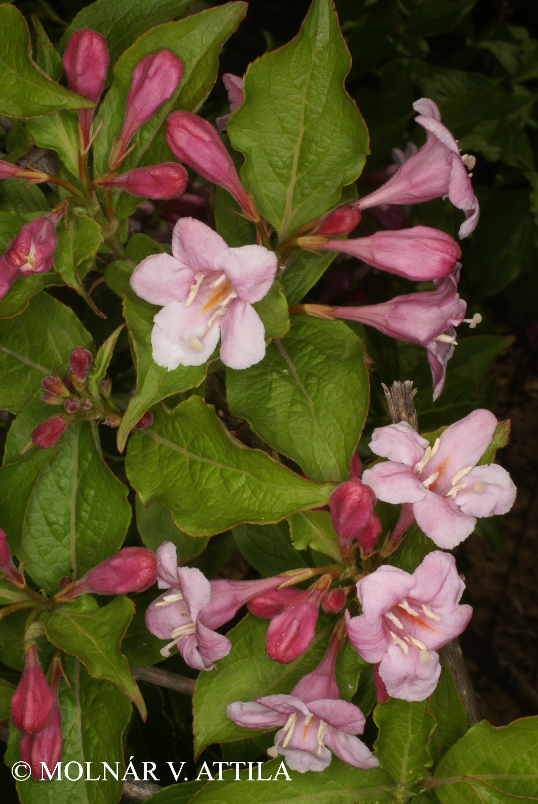 Weigela florida (Bunge) DC.