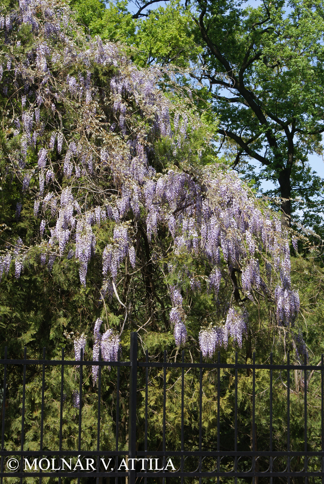 Wisteria sinensis (Sims) Sweet