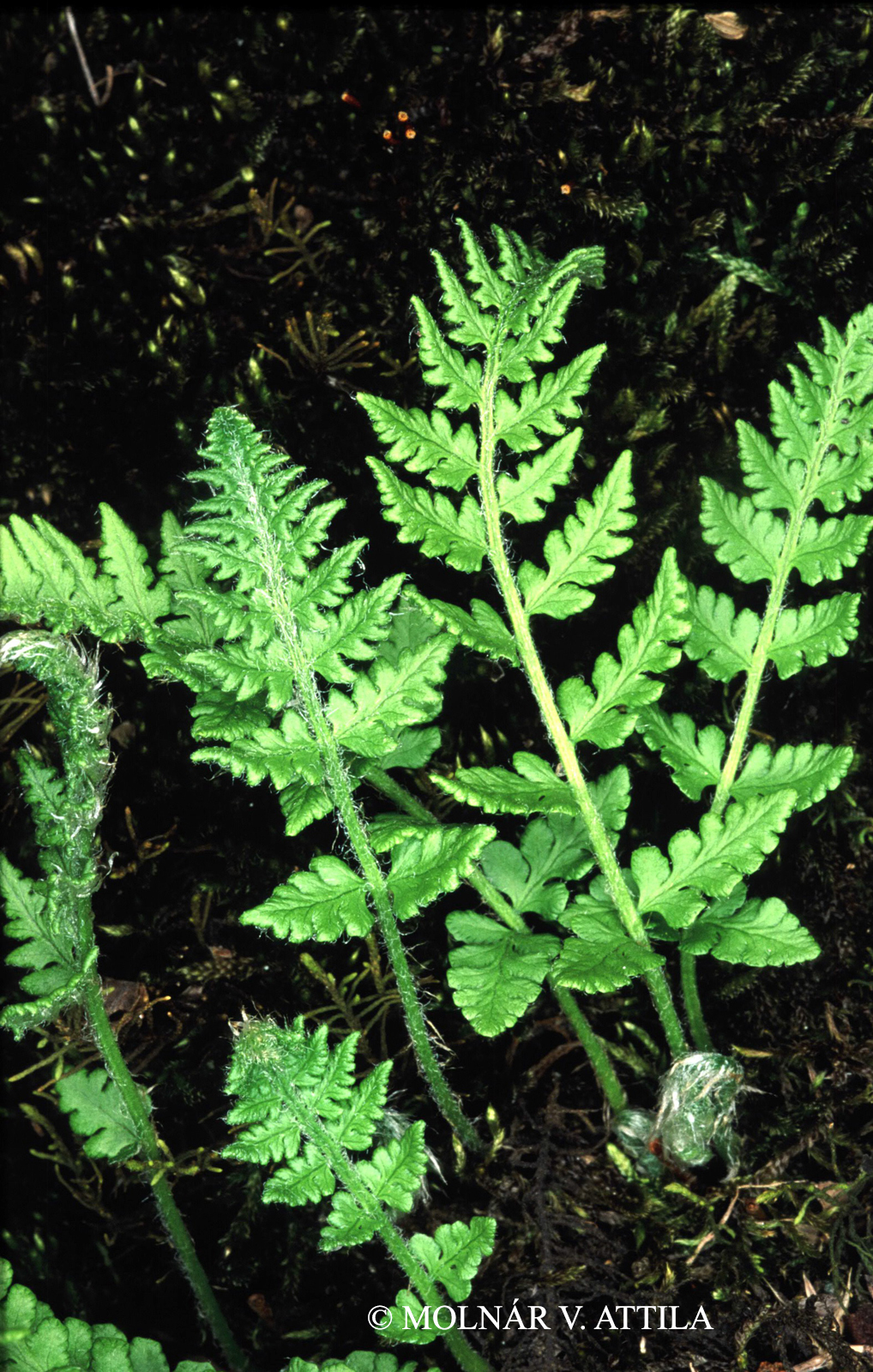 Woodsia ilvensis (L.) R. Br.